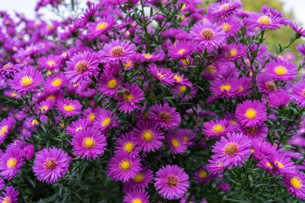 istock Zinnia bush in deep pink colour with bee on flower 873612400