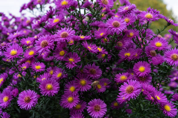 istock Zinnia bush in deep pink colour with bee on flower 873612426