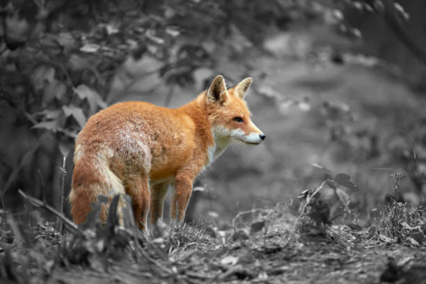 istock Portrait of a red fox (Vulpes vulpes) 873619778