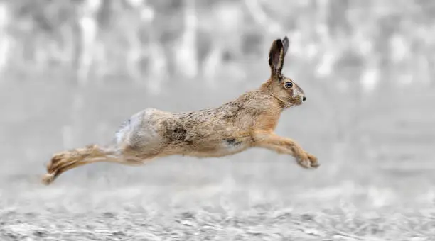 Photo of Black and white photography with color hare