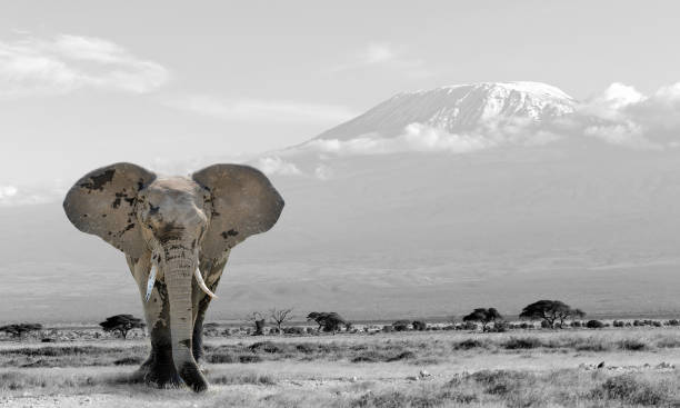 istock Black and white photography with color elephant 873619894