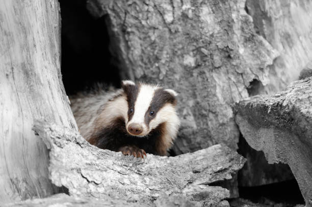 Badger near its burrow in the forest. Black and white photography with color badger