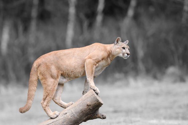 istock Black and white photography with color puma 873619934
