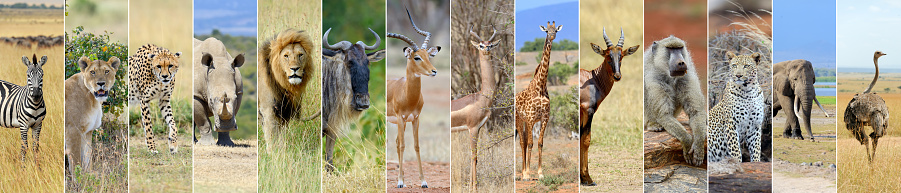 Collage of 14 african wildlife animal