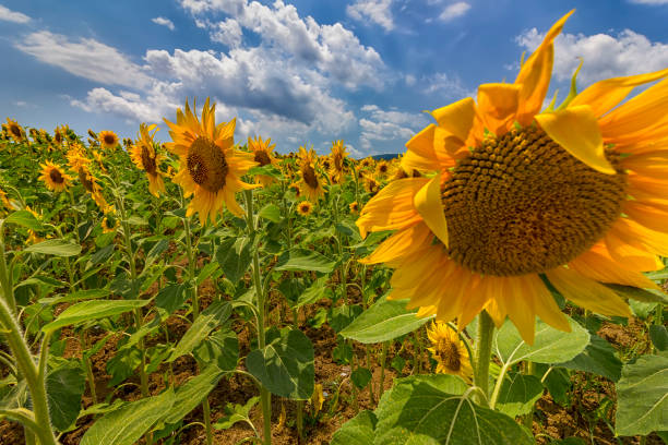 istock big shame sunflower 873624126