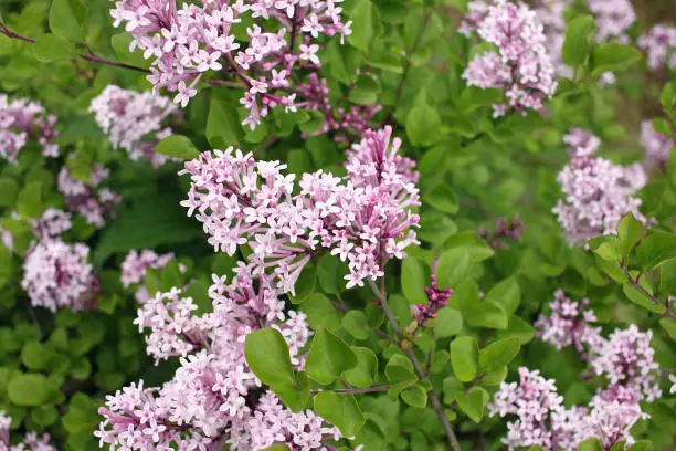 Syringa meyeri Palibin (Korean lilac) is a dense, compact, low-spreading, deciduous shrub that gets decoratively covered with a lilac-pink flowers