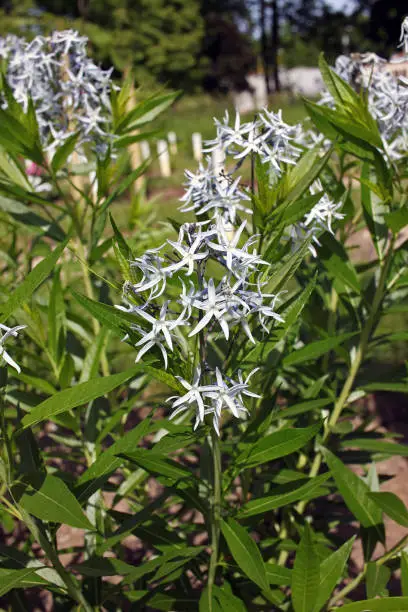 Amsonia tabernaemontana, commonly called bluestar, is a Missouri native herbaceous perennial