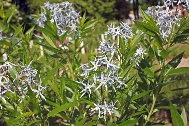 Amsonia tabernaemontana, commonly called bluestar, is a Missouri native herbaceous perennial