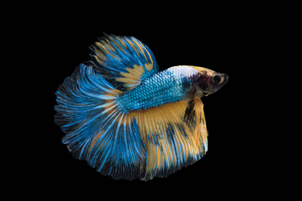 istock beautiful betta splendens isolated on black background 873628046