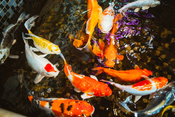istock Swimming of carp or Koi fish in the pool 873628466