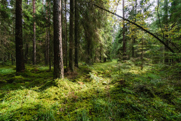 istock Old forest with moss covered trees and rays of sun 873628964