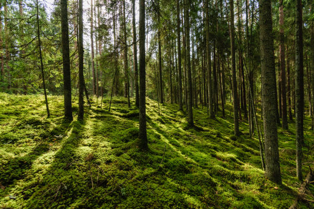 istock Old forest with moss covered trees and rays of sun 873628970