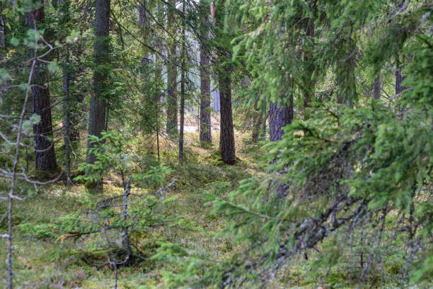 istock Old forest with moss covered trees and rays of sun 873628972
