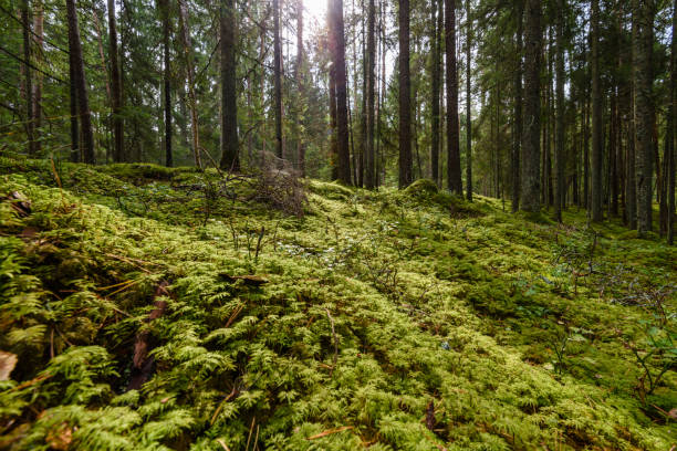 istock Old forest with moss covered trees and rays of sun 873629078