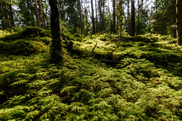 istock Old forest with moss covered trees and rays of sun 873631442