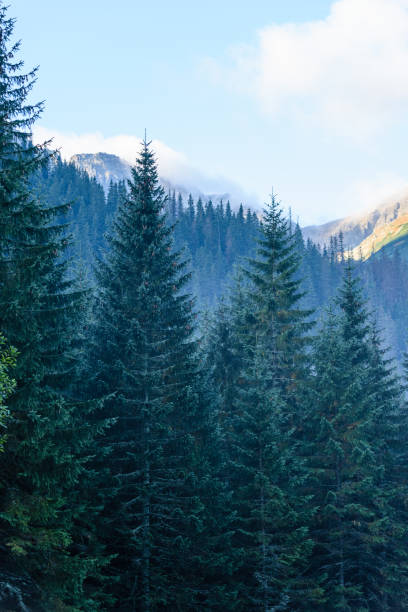 istock mountain tops in  autumn covered in mist or clouds 873631654