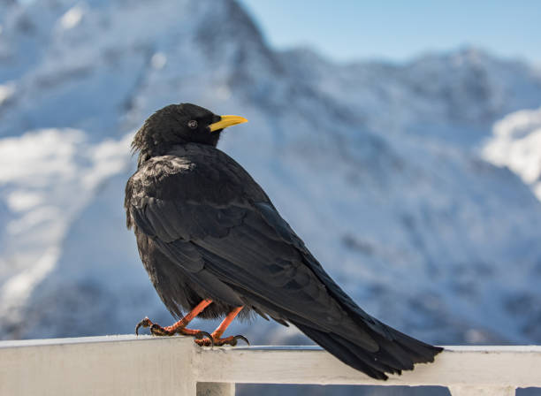 istock Alpine chough near Elbrus mountain 873632584
