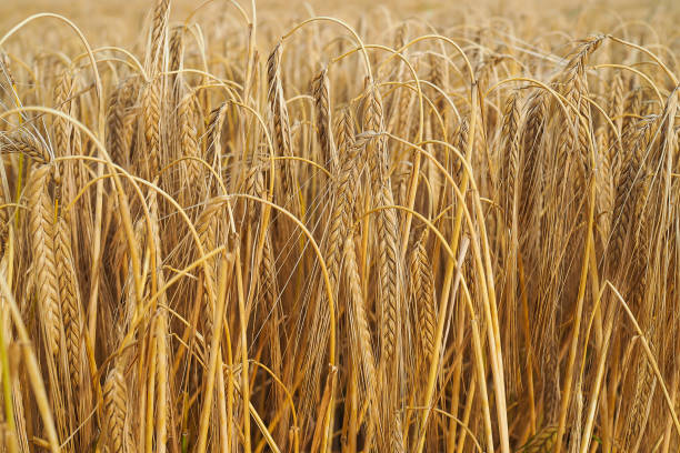 istock Winter barren, Hordeum vulgare 873636088