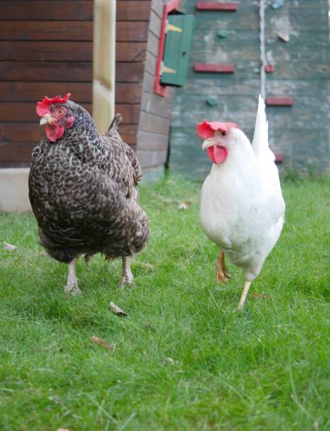istock Chicken walking in the garden 873643080