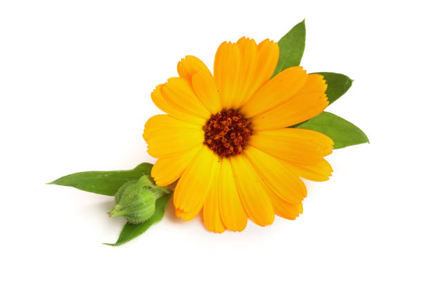 istock Calendula. Marigold flower with leaf isolated on white background 873643400