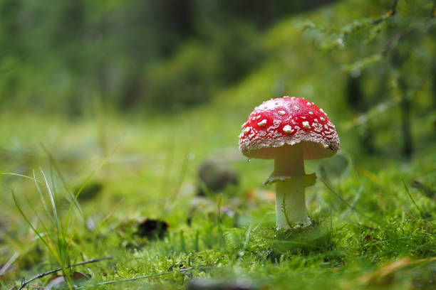 istock Fly agaric, Amanita muscaria 873644178