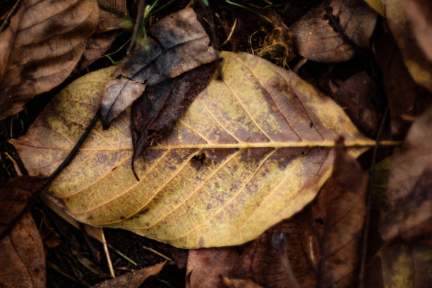 istock Autumn Leaves On The Ground 873646464