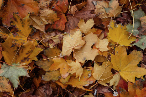 istock Autumn Leaves On The Ground 873646556