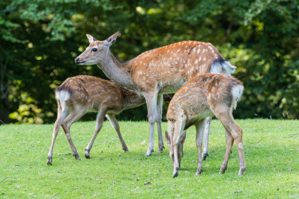 istock a female fallow deer with two puppies 873653860
