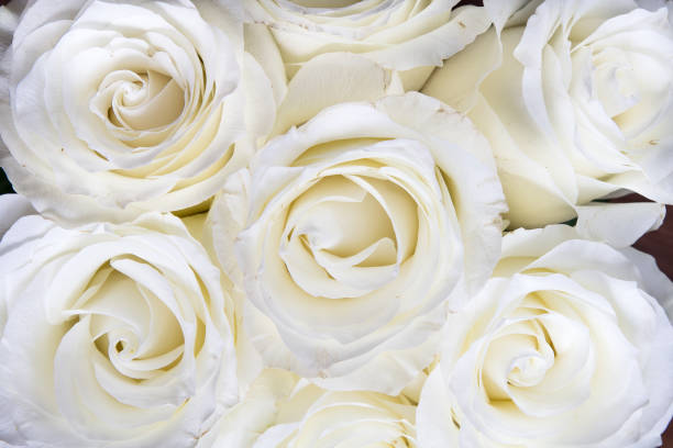 istock White roses fullscreen background. Wedding white flowers, awesome roses 873654000