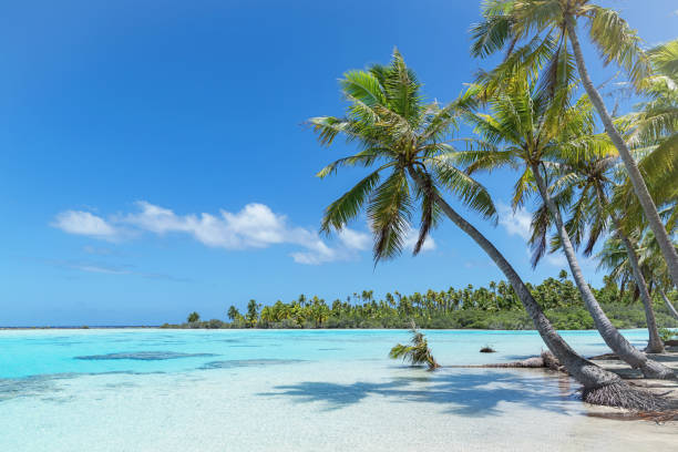 teahatea fakarava français polynésie atoll beach - îles du pacifique photos et images de collection