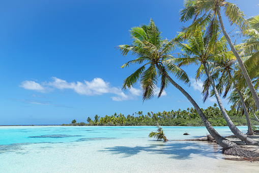 Teahatea, the beautiful, untouched natural blue - turquoise - green lagoon and natural beach in the UNESCO Nature Biosphere Reserve with tropical palm treea like 'made for a postcard'. Fakarava Atoll Island, UNESCO Biosphere Reserve, Tuamotu Islands Archipelago, French Polynesia.