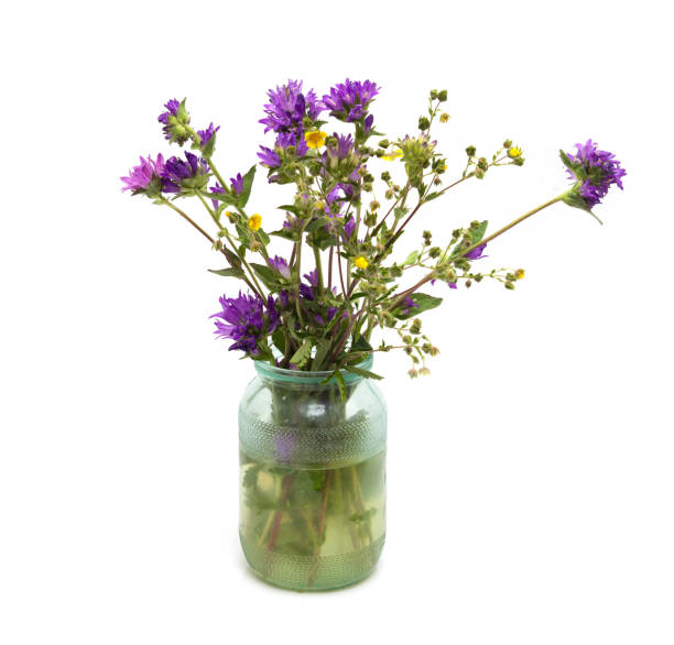 istock flowers in a pot on a white background 873654394
