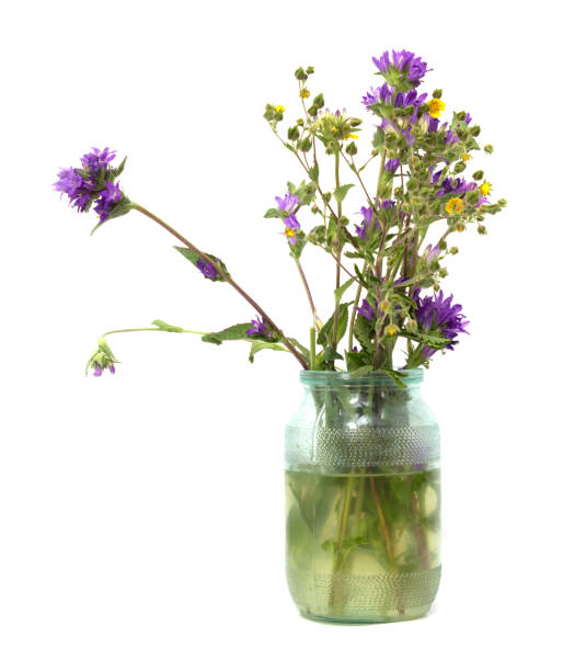 istock flowers in a pot on a white background 873654442