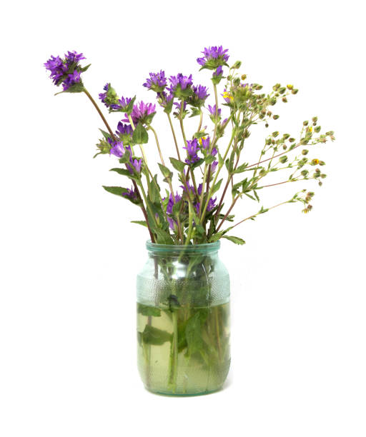 istock flowers in a pot on a white background 873654476