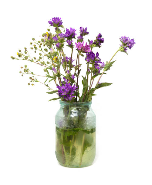 istock flowers in a pot on a white background 873654530