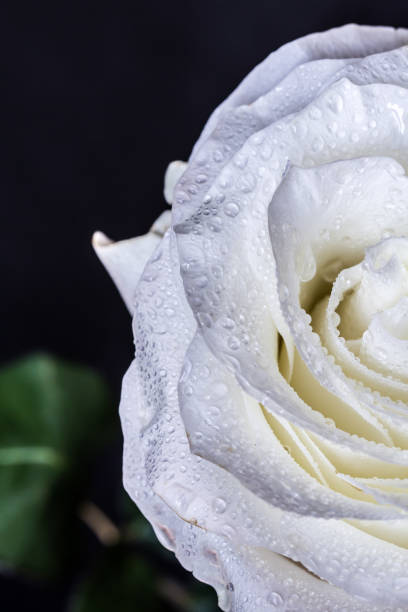 istock White rosebud macro with water drop on the petals. Luxury wallpaper 873657442
