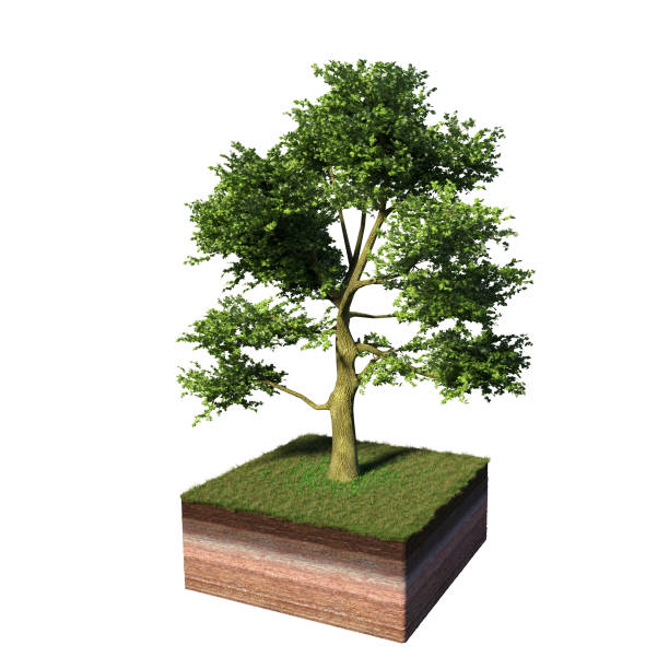model of a cross section of ground with white ash tree tree and grass on the surface (3d illustration, isolated on white background) scenic meadow terrain model with white backdrop conceptional stock pictures, royalty-free photos & images
