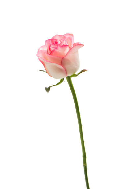 istock pink and white rose isolated 873658126