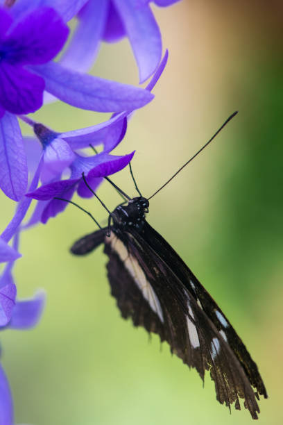 istock black butterfly on a violet flower 873658154