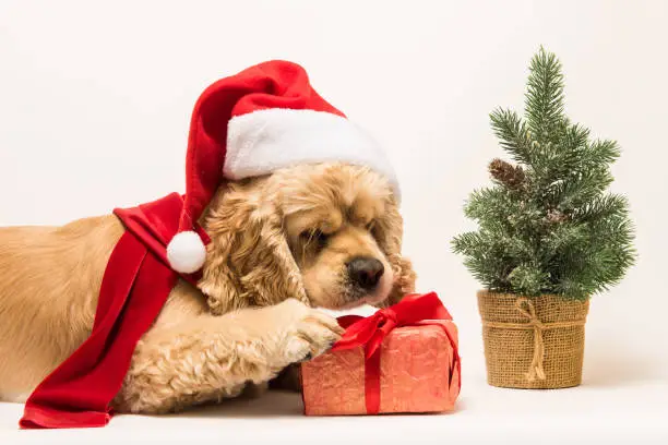American cocker spaniel with Santa's cap and a red scarf gnaws gift box on white background. Red christmas tree near dog.