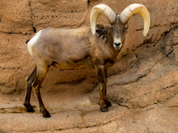 mouflon des rocheuses - bighorn sheep sonoran desert animal sheep photos et images de collection