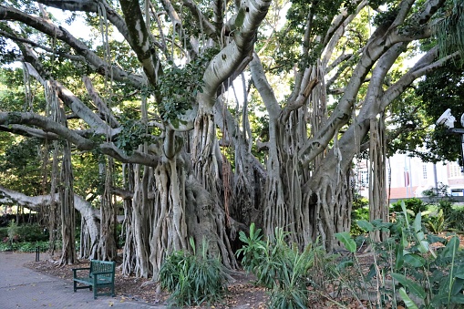 Ficus macrophylla en ciudad jardines botánicos de Brisbane, Queensland, Australia photo