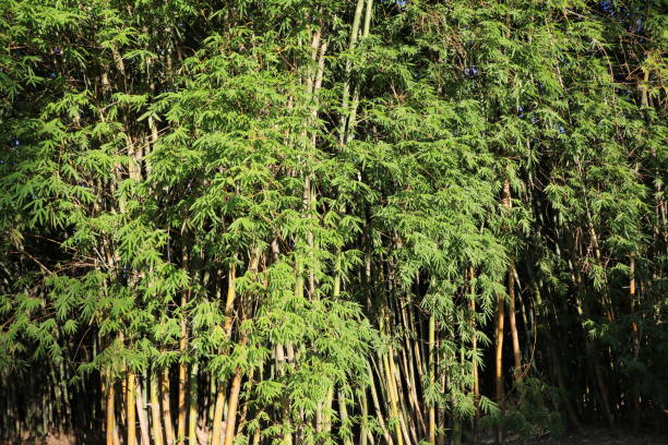 bambusa vulgaris en ciudad jardines botánicos de brisbane, queensland, australia - giant bamboo fotografías e imágenes de stock