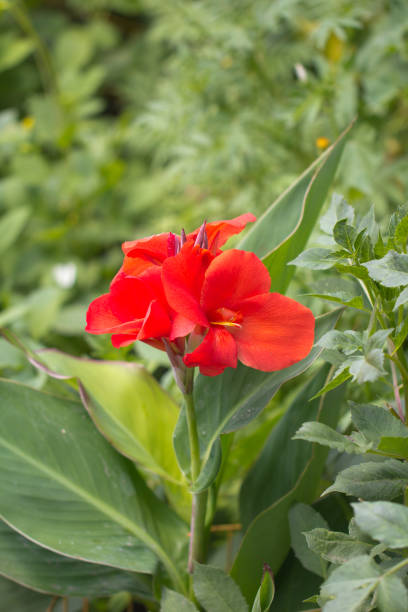 istock beautiful flower in nature 873673294