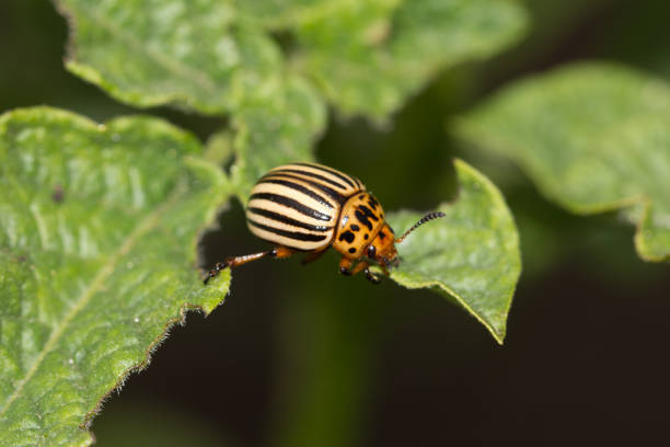 istock Colorado potato beetle on potato leaves in nature 873673962