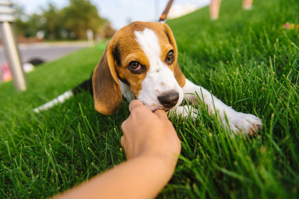 istock Dog on green meadow. Beagle puppy walking 873674908