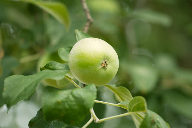 istock branch with apples on the nature 873674938