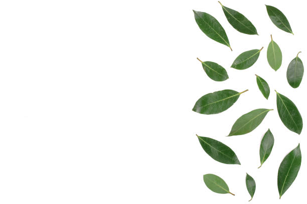 istock laurel isolated on white background with copy space for your text. Fresh bay leaves. Top view. Flat lay pattern 873677492