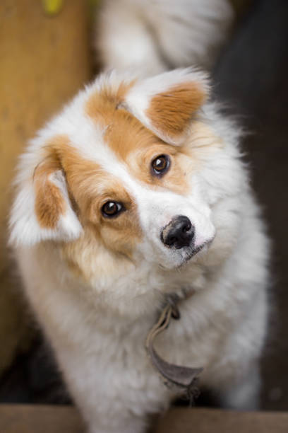 istock portrait of a dog 873677894