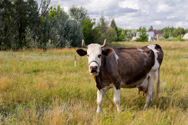 istock Cows on pasture in Nature Outdoors 873678166